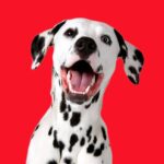 maxi-pet-logo